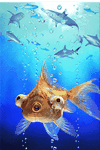 pic for 3D Effect Fish